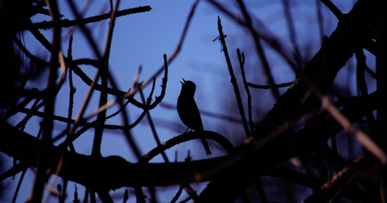 L&rsquo;aube des oiseaux